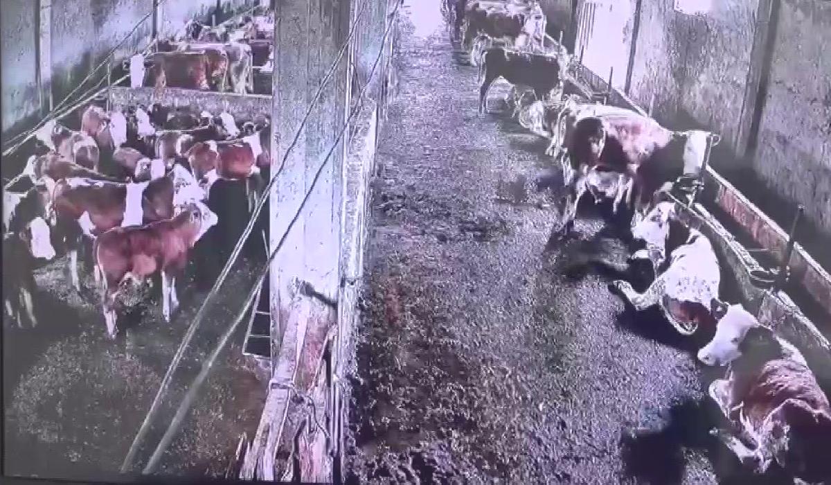 İnsanların hissetmediği depremi inekler hissetti